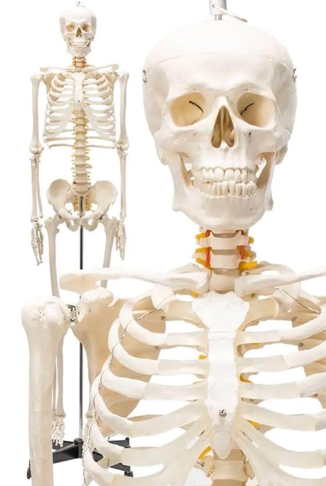 R1743等身大 人体模型 170cm神経根有り全身骨格模型 骨格標本 骸骨模型