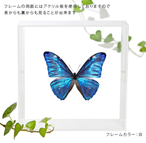 Amazon.co.jp: 蝶の標本 アドニスモルフォ Morpho adonis モルフォ