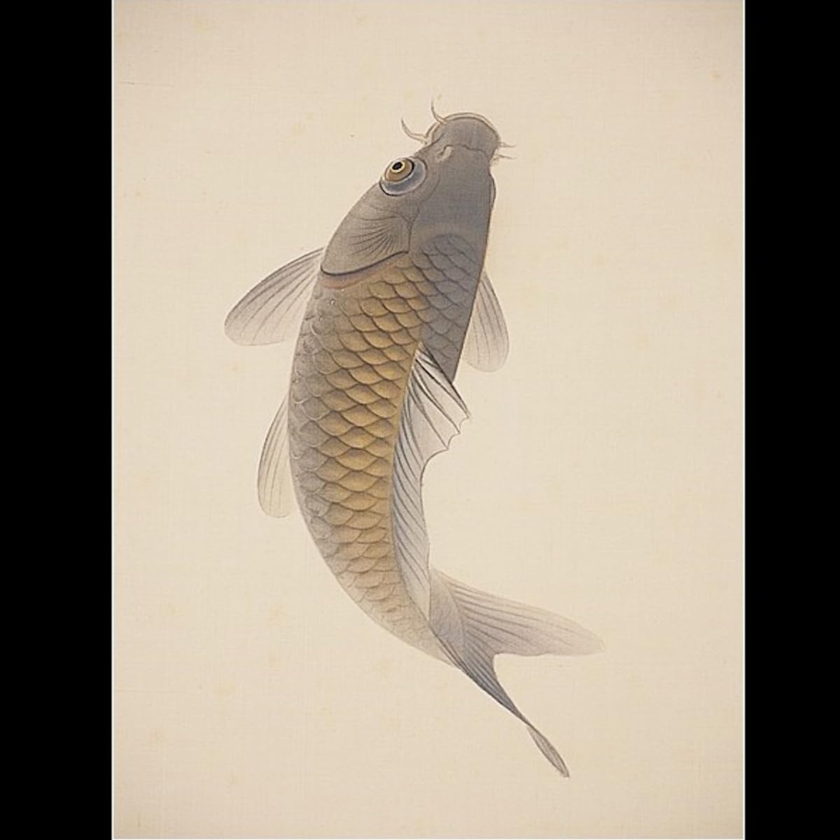 雅泉 鯉① 日本画 掛け軸 雅泉作 鯉 掛け軸 2025年最新】掛け軸 鯉の