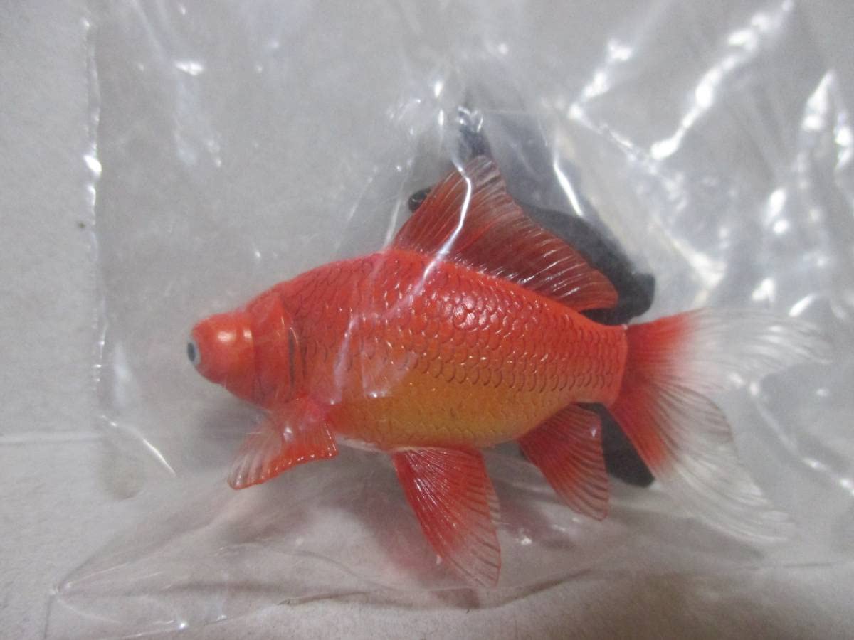 ヤナギデメキン 原色鑑賞魚図鑑 シークレット ヤナギデメキン 原色鑑賞