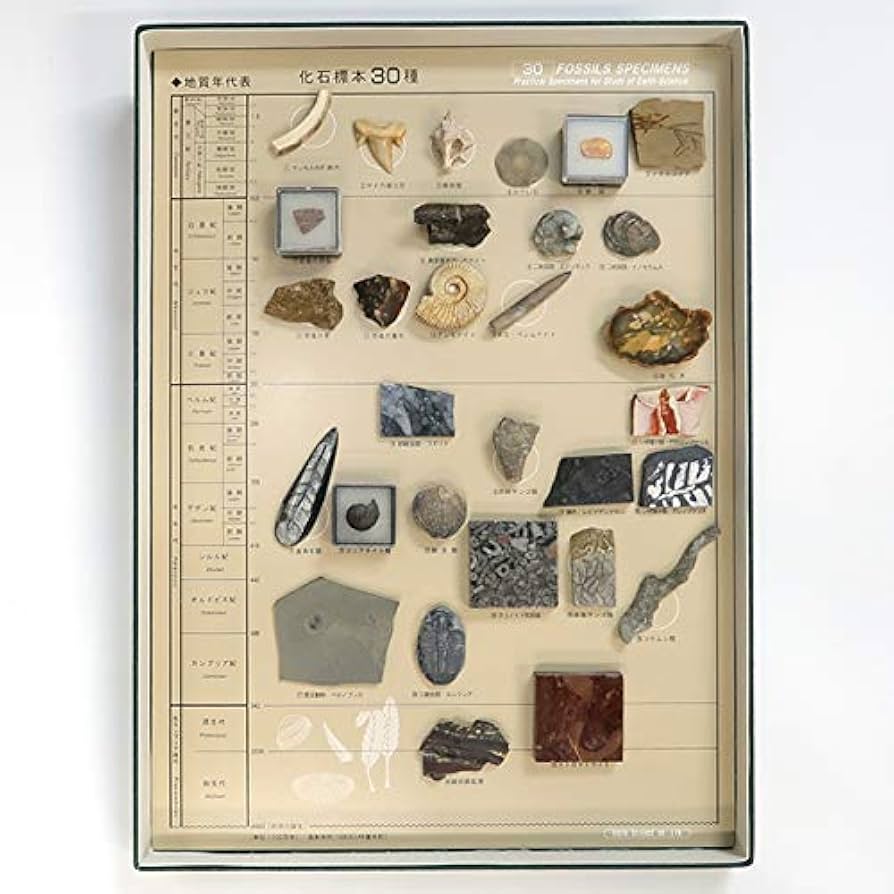 Amazon | SCIENCE リニューアル「化石標本30種（先カンブリア時代から