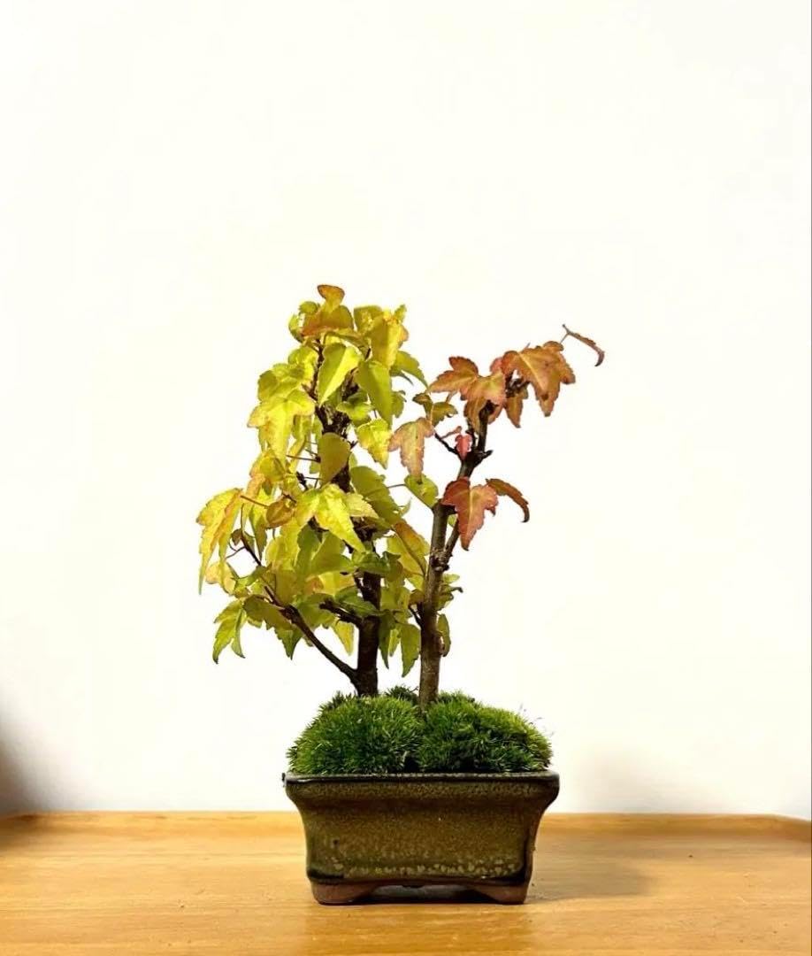 ミニ盆栽鉢 桑津香石 絵鉢 長方形 鳥 小品盆栽 ミニ盆栽鉢 桑津