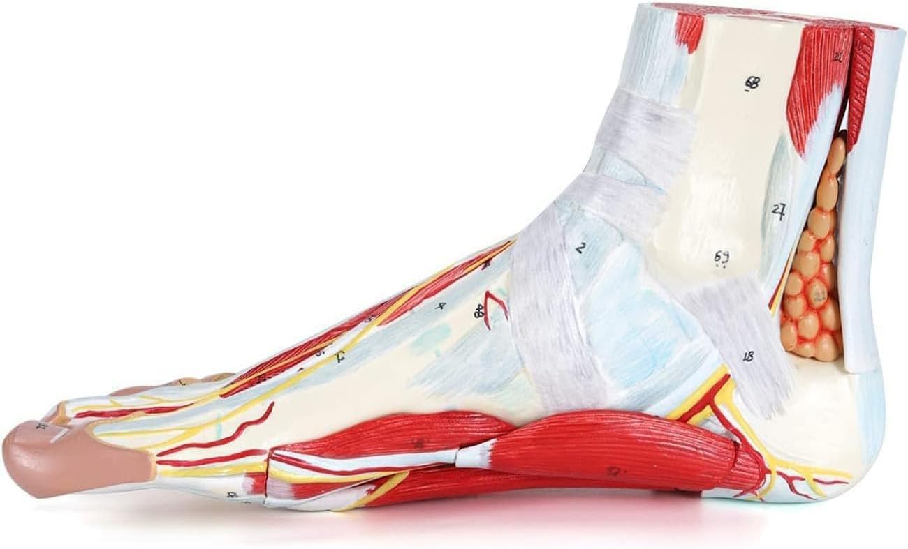 人間の足の解剖モデル、取り外し可能な 9 つのパーツ人間の筋肉骨格足