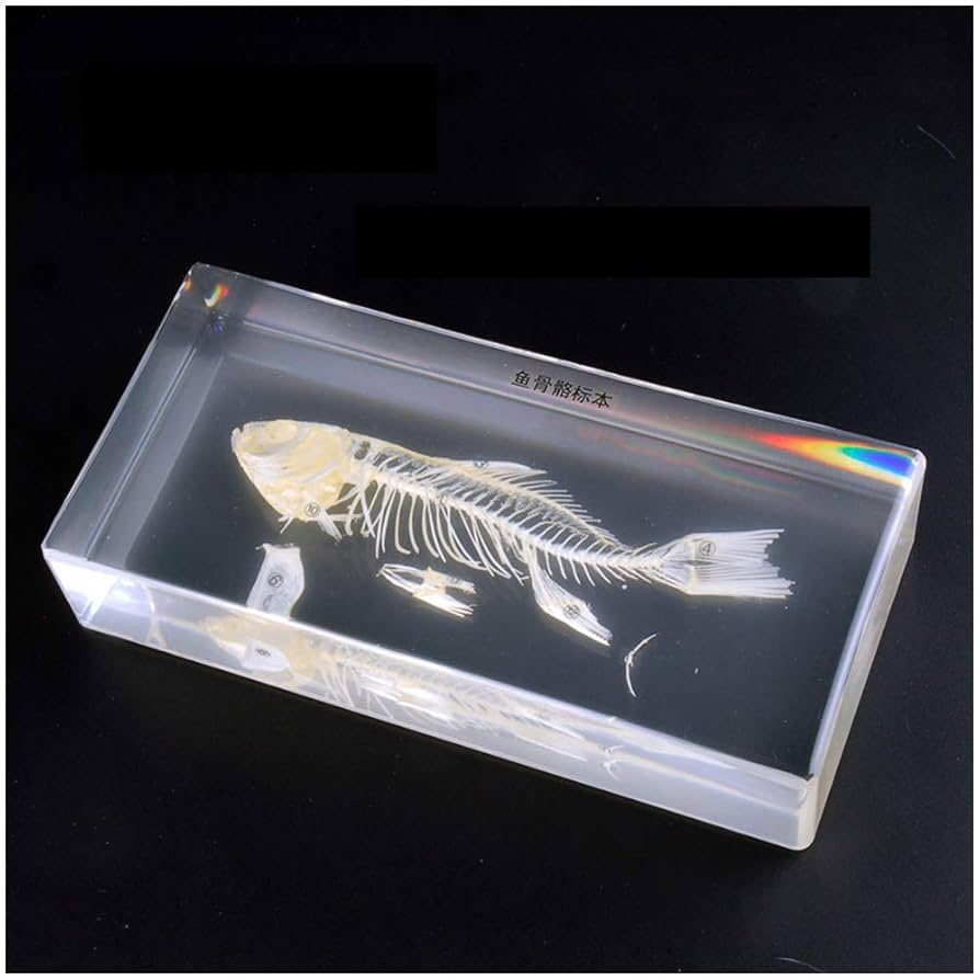 大特価☆数量限定☆透明骨格標本 11本セット レア 深海生物含む 大特価