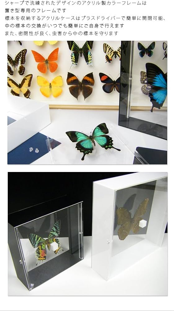 Amazon.co.jp: 蝶の標本 オオルリアゲハ P.ulysses アゲハチョウ