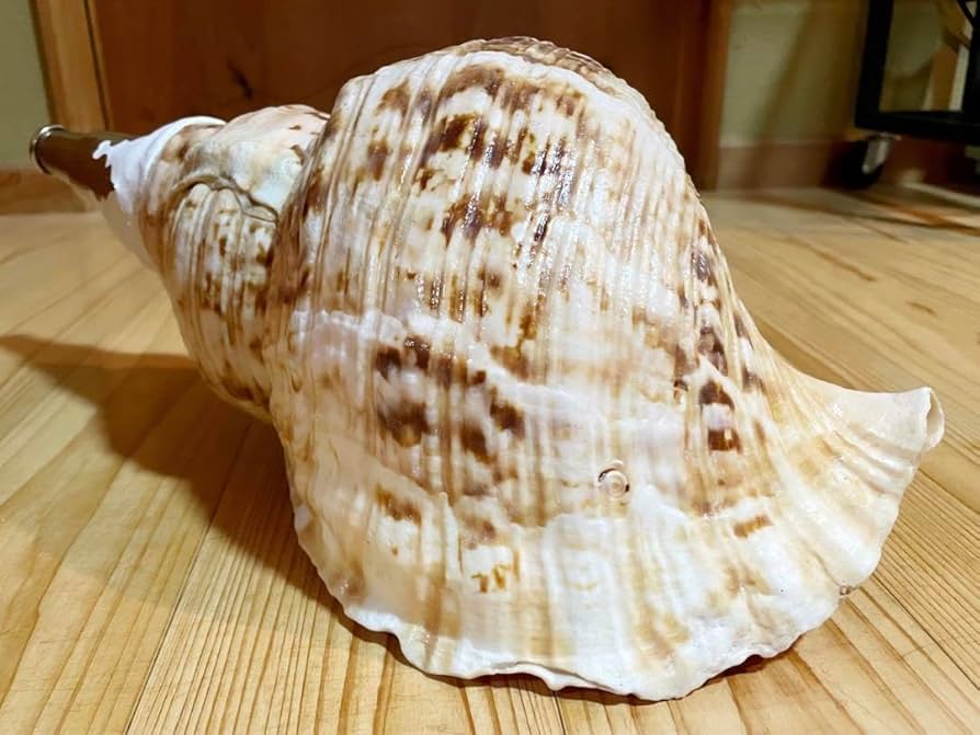 法螺貝 法螺貝（サイズ：38.5cm） | 貝のアクセサリー専門店海の宝石蜂屋