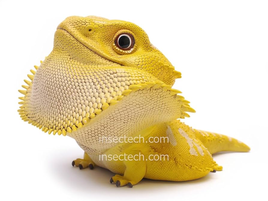 タグ付き 希少 廃盤 シュライヒ フトアゴヒゲトカゲ フィギュア 動物