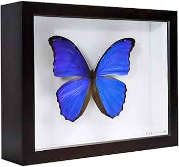 蝶標本 タイ サムイ島産24頭 +ドイツ箱中型 蝶標本 タイ サムイ島産24