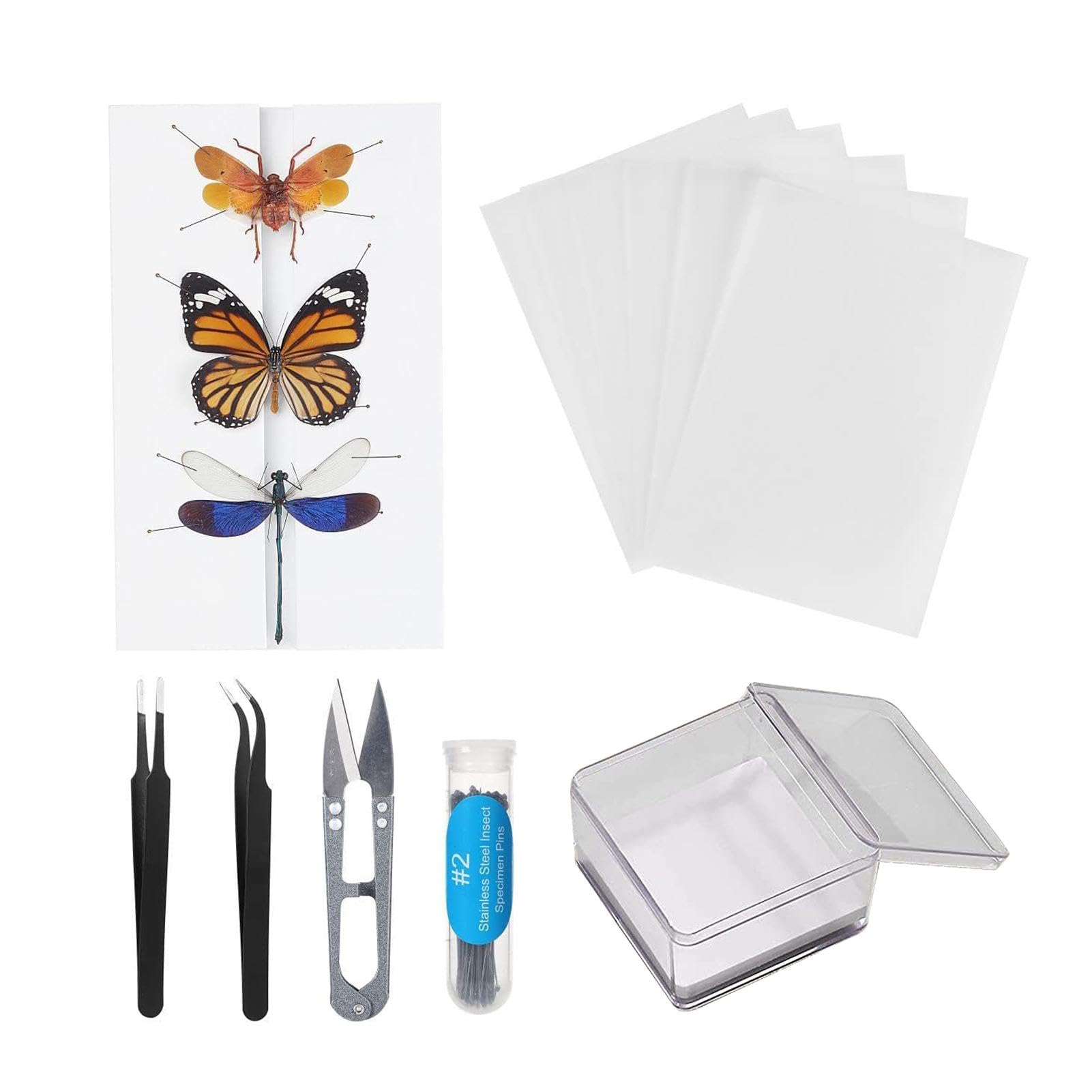 Amazon | 標本キット昆虫標本キット | 蝶のコレクション昆虫学 | 標本