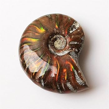 Amazon.co.jp: 1ピースレアライトアンモナイト化石シェルカラフルな