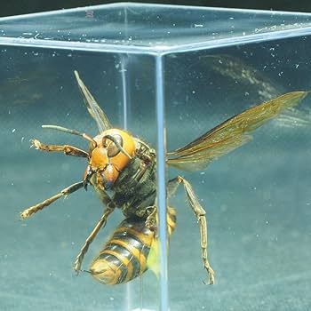 Amazon.co.jp: オオスズメバチ 女王蜂 立体標本2403 : ペット用品
