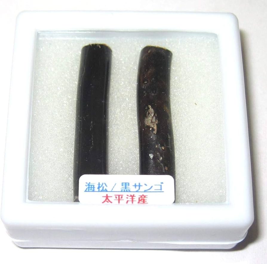 海松原木黒珊瑚長さ90cm根本枝直径3cm