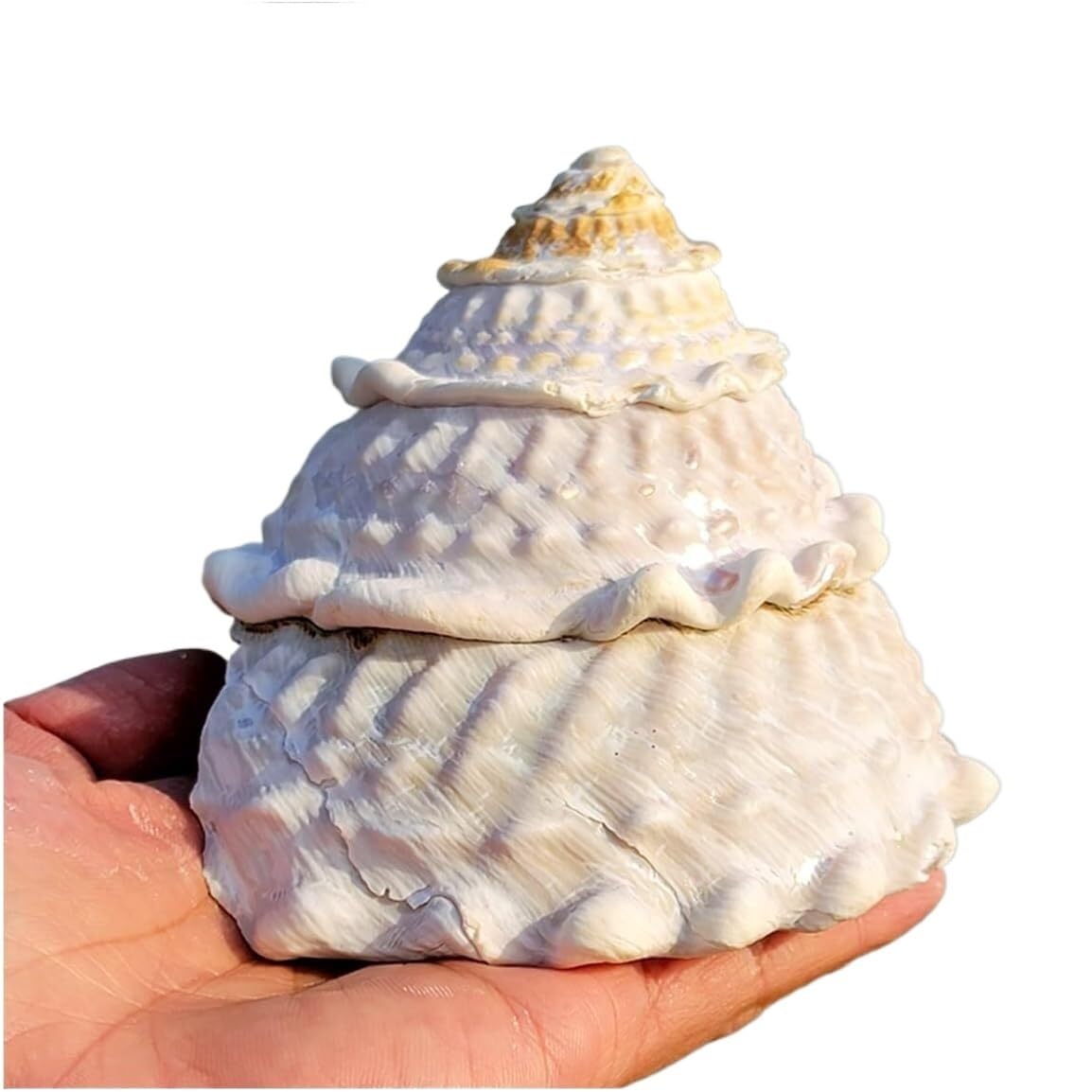 Amazon.co.jp: 大きな貝殻、ジャンボ貝殻 、 天然の希少な本物の貝殻 9