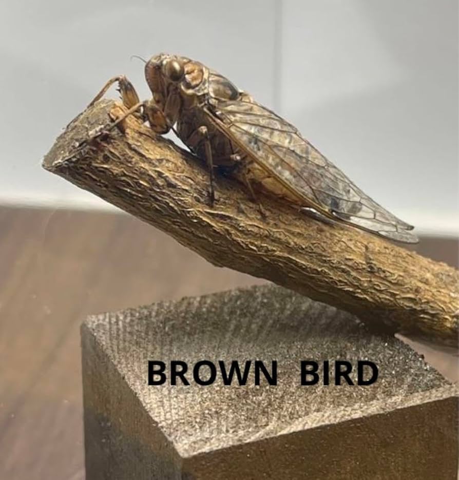 Amazon.co.jp: 離島産ヒメハルゼミ 立体標本 昆虫 セミ標本 蝶標本