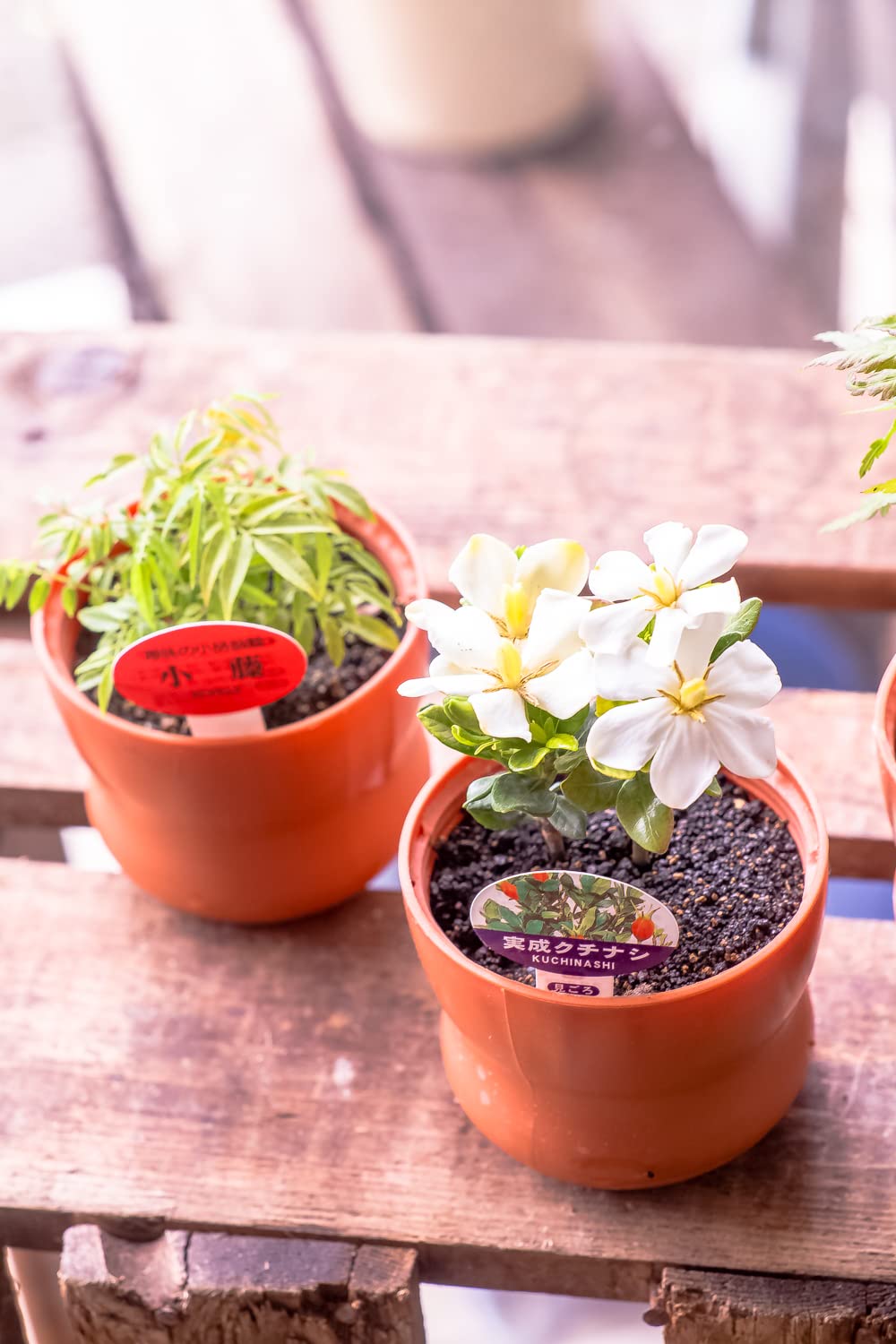 ミニ盆栽鉢 小品盆栽 桑津香石 絵鉢 椿 菖蒲 山野草 ミニ盆栽鉢 小品