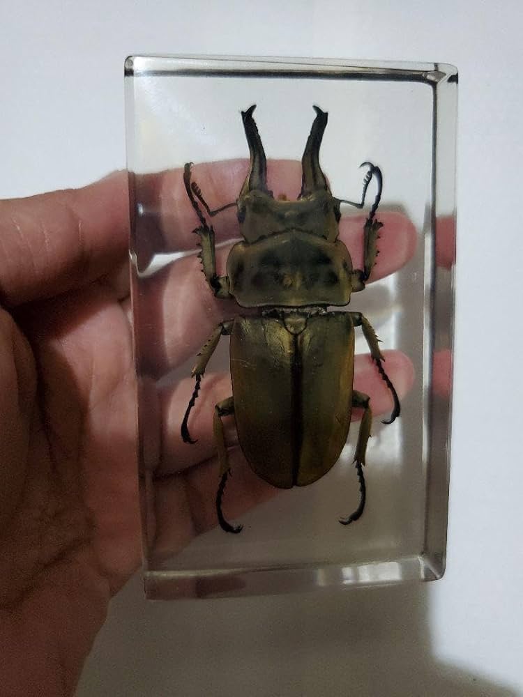 Amazon.co.jp: オウゴンオニクワガタ樹脂標本 : 文房具・オフィス用品