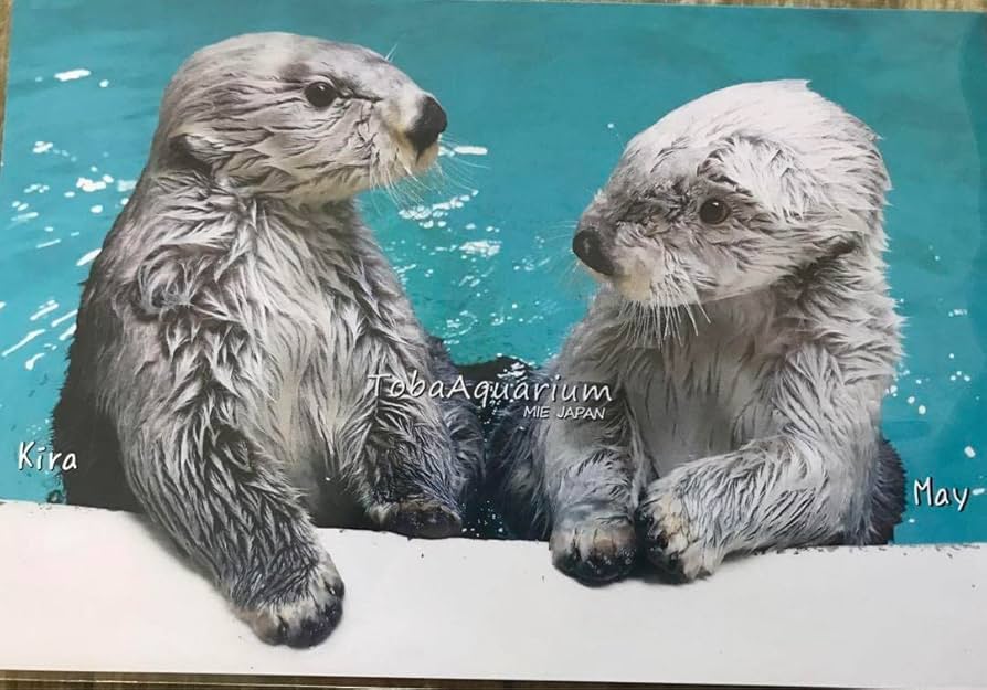 鳥羽水族館 コレクションカード メイちゃんとポテト他4枚セット 鳥羽