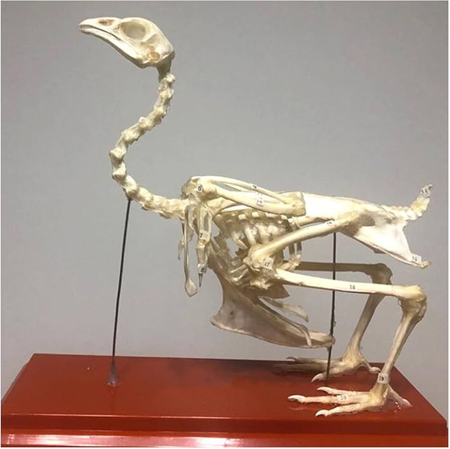 鳥類 骨格 頭骨 標本 ニワトリ スカル 美麗 鳥類 骨格 頭骨 標本