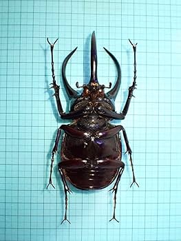 Amazon.co.jp: 標本コーカサスオオカブト マレーシア産 109.3ミリ 野外