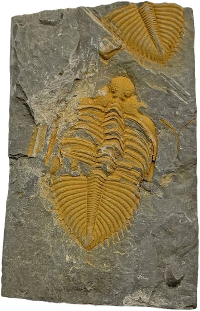 61yLaIhDIsL._AC_UF1000,