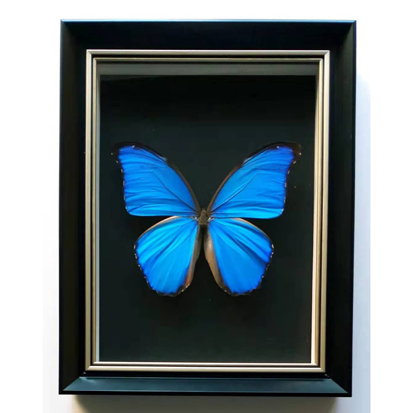 蝶の標本 熱帯の宝石(特珍珍) 【公式通販】