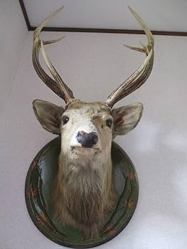 ニホンジカの剥製 壁掛け ハンティングトロフィー 鹿の剥製 壁掛け
