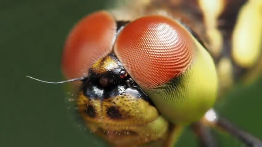 Amazon.com : OM SYSTEM Olympus M.Zuiko Digital ED 60mm F2.8 Macro