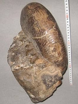 Amazon | 日本の化石 北海道夕張市大夕張のアンモナイトプゾシア 約