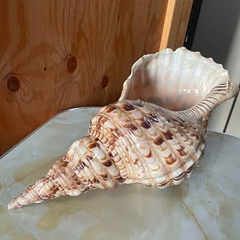 法螺貝 ほら貝 インテリア 素材 魔除け 法螺貝 ほら貝 インテリア 素材