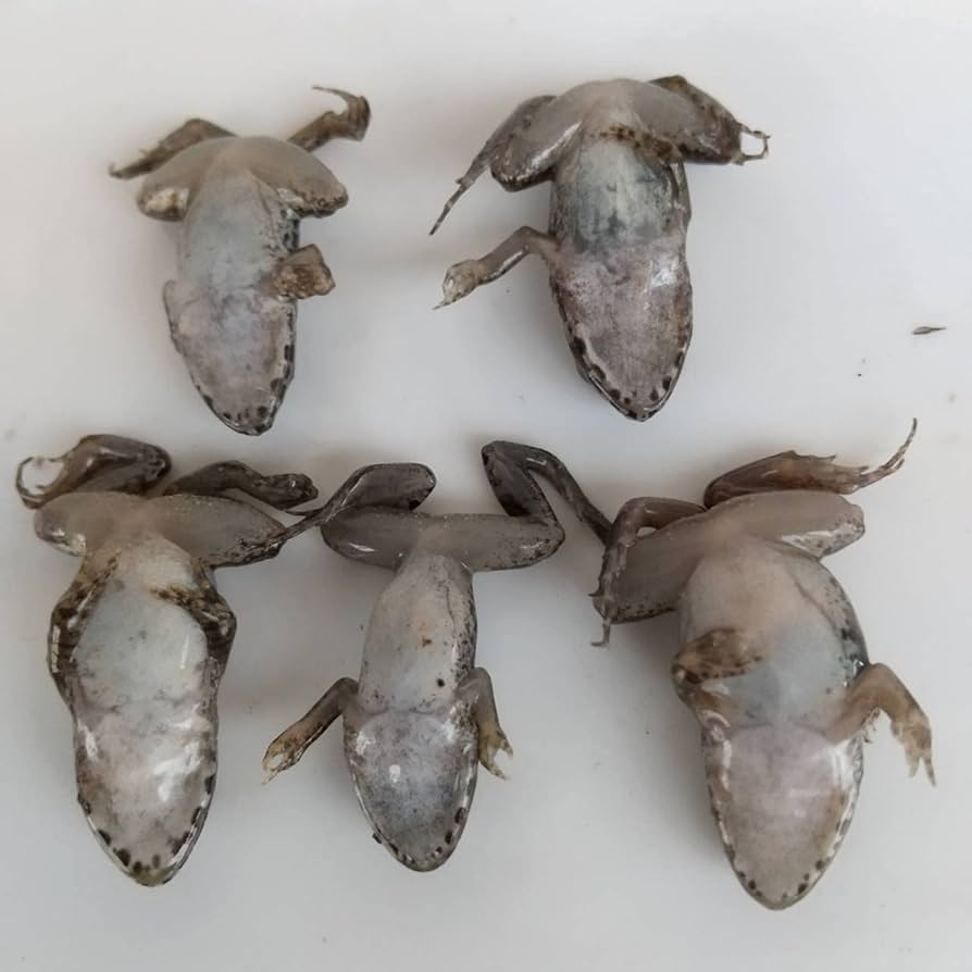 Amazon | 冷凍餌 10匹 餌用カエル ヌマガエル エサ用 急速冷凍 ヘビの