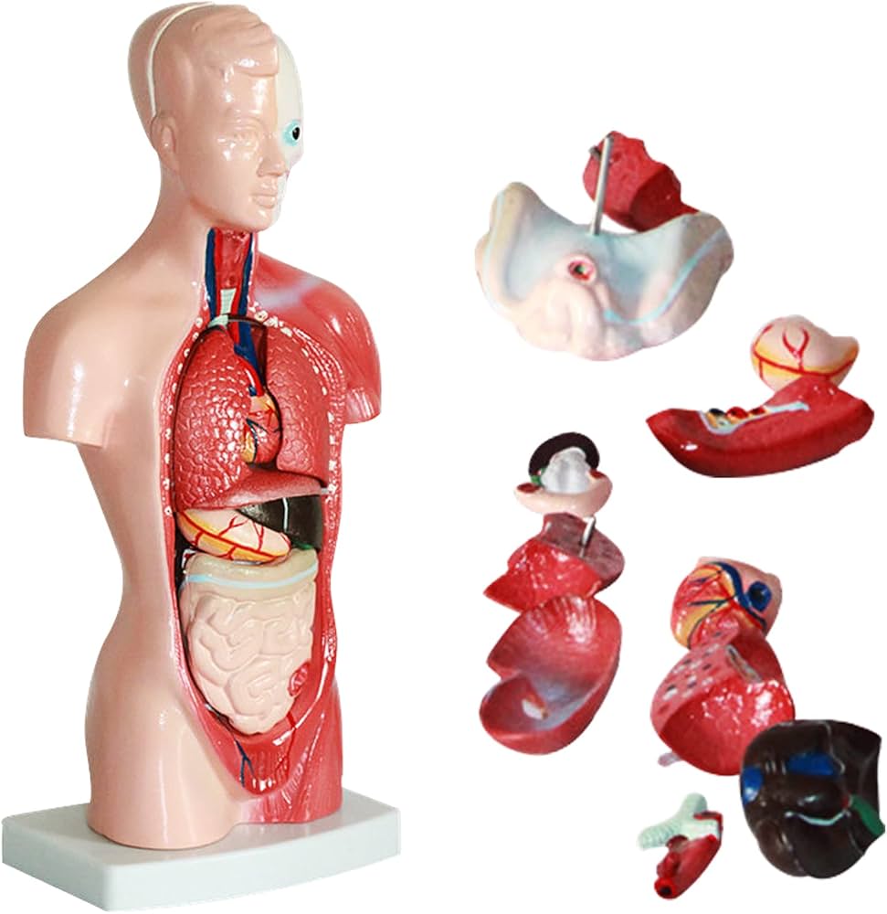 Amazon.co.jp: ziyue 人体模型 パズル 28cm 15パーツ 取り外し可能