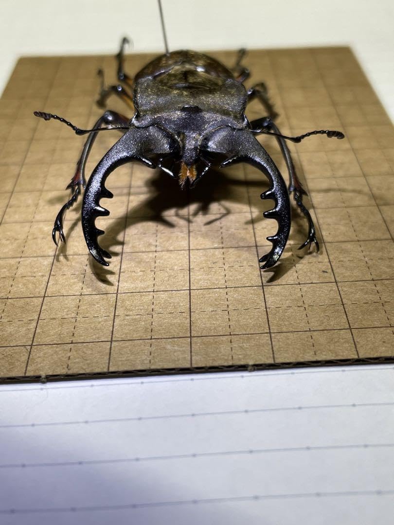 週末限定お値下げ 福岡県産 ミヤマクワガタ 標本 74mm 期間限定お