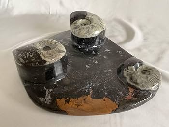 Amazon | 大理石アンモナイト化石の装飾手彫り 303 | 化石・発掘