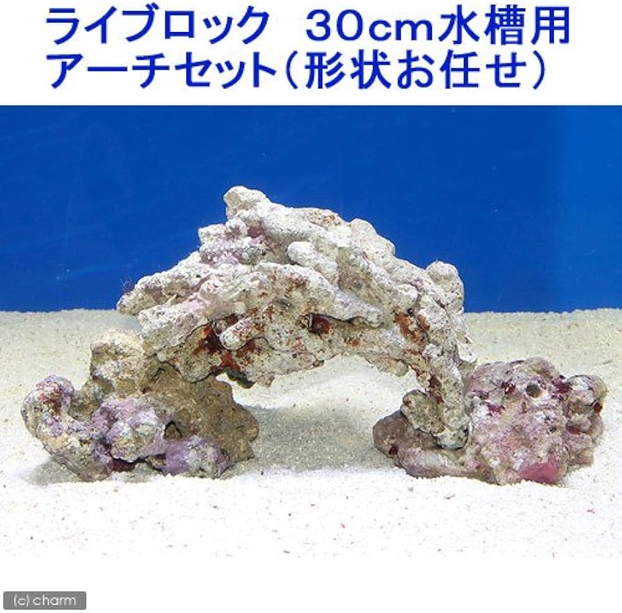 Amazon | （海水魚）ライブロック 30cm水槽用アーチセット（形状お