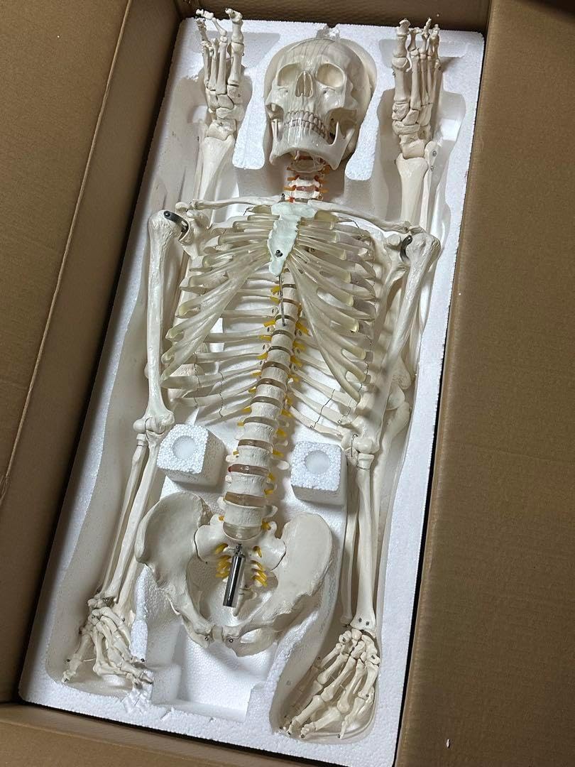 B1743等身大 人体模型 170cm神経根有り全身骨格模型 骨格標本 骸骨模型