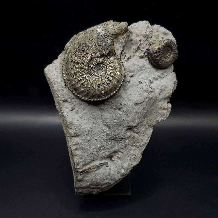 化石原石アンモライトアンモナイト幅4.4cm カナダ産置物箱付き