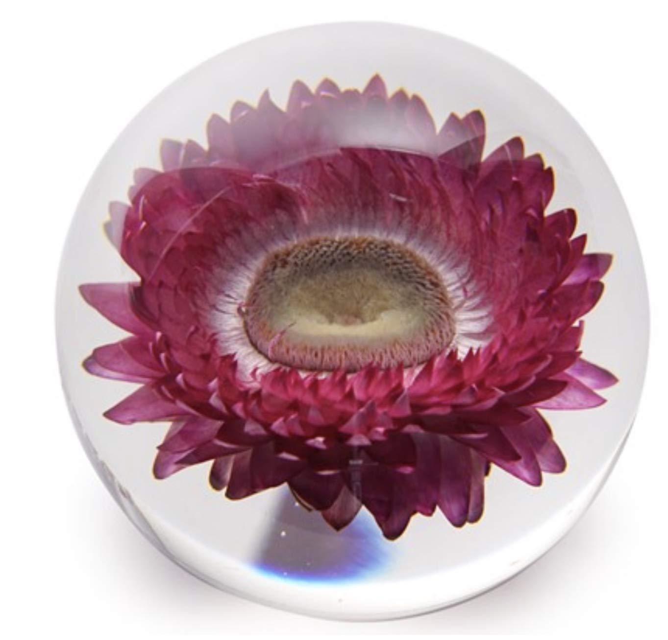 ベルナンシー 花瓶 花器 ドーム兄弟 植物 ガラス 金彩 フランス daum