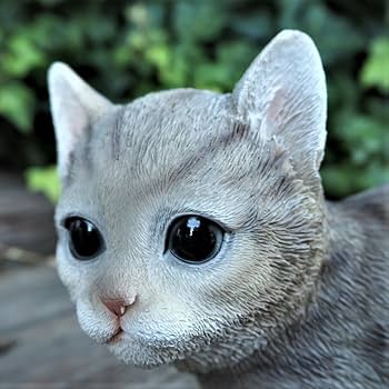 61OAVBJt65L._AC_UF350,