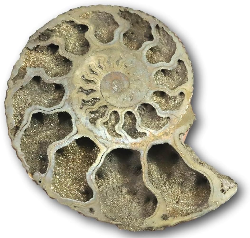 Amazon | ロシア産 アンモナイト パイライト 化石 70mm 36.9g 【榎本