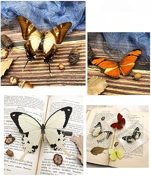 Amazon | LIVIA 本物の蝶標本、壁掛け装飾、デスクトップ羽のある昆虫