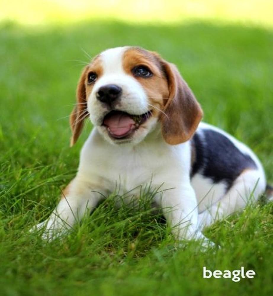 Amazon.co.jp: Beagle: A Gift Journal for People Who Love Dogs