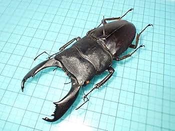 Amazon.co.jp: 標本スラウェシオオヒラタクワガタ スラウェシ島産 96.0