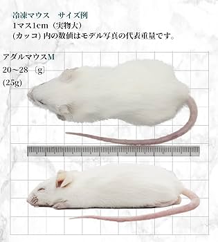 送料無料 冷凍マウスアダルトM50匹 アダルトL50匹 Amazon | ZAZOO