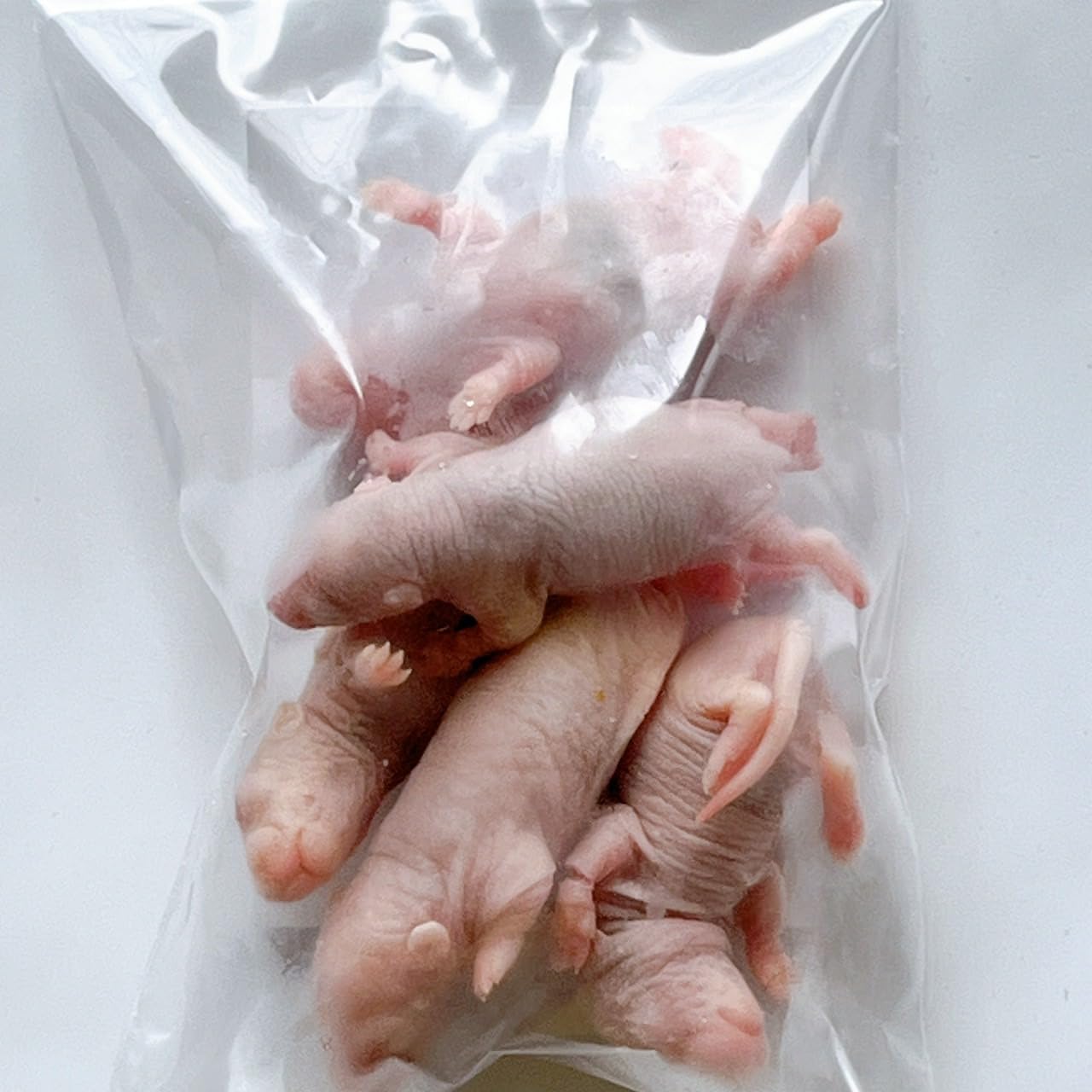 冷凍ラット 100匹セット 40g〜60g 【公式通販】