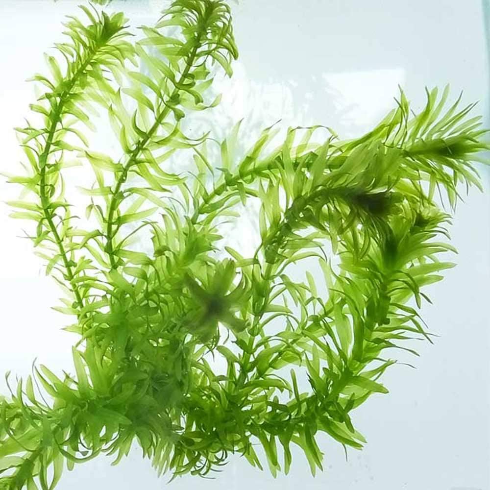 61WBdiK13bL._AC_UF1000,