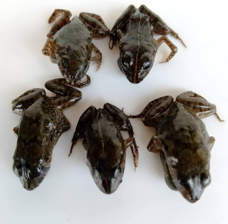 Amazon | 冷凍餌 10匹 餌用カエル ヌマガエル エサ用 急速冷凍 ヘビの