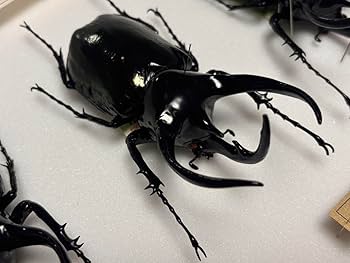 R◇タイリクコーカサス2匹 昆虫標本 R◇タイリクコーカサス2匹 昆虫標本