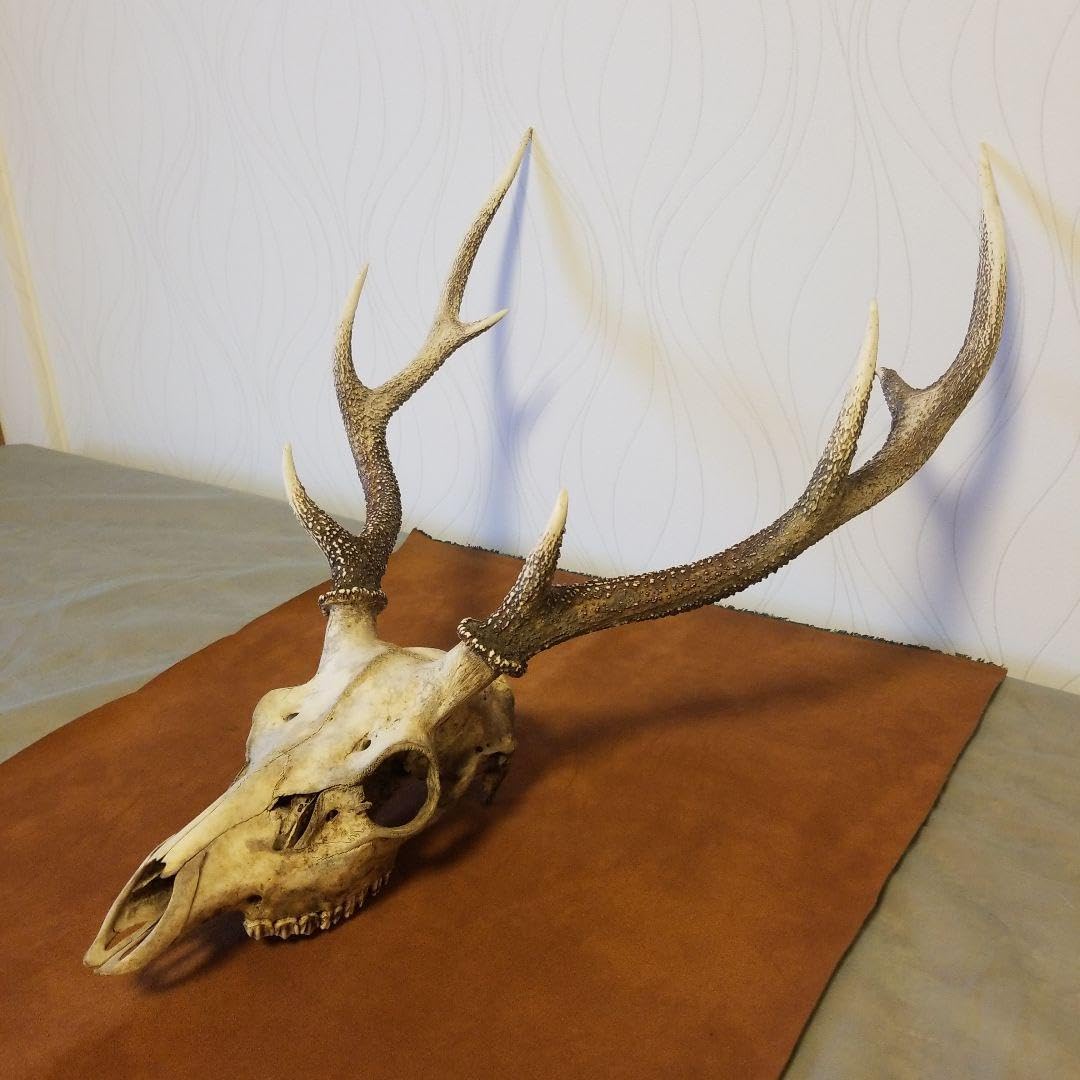 北海道エゾ鹿の角頭蓋骨付き スケルトン えぞ鹿の頭蓋骨と角 北海道