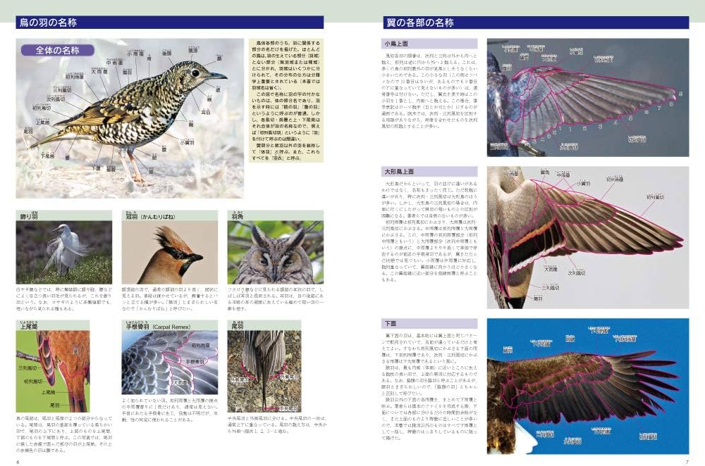 Amazon.co.jp: 原寸大写真図鑑 羽 増補改訂版 : 叶内拓哉, 高田 勝