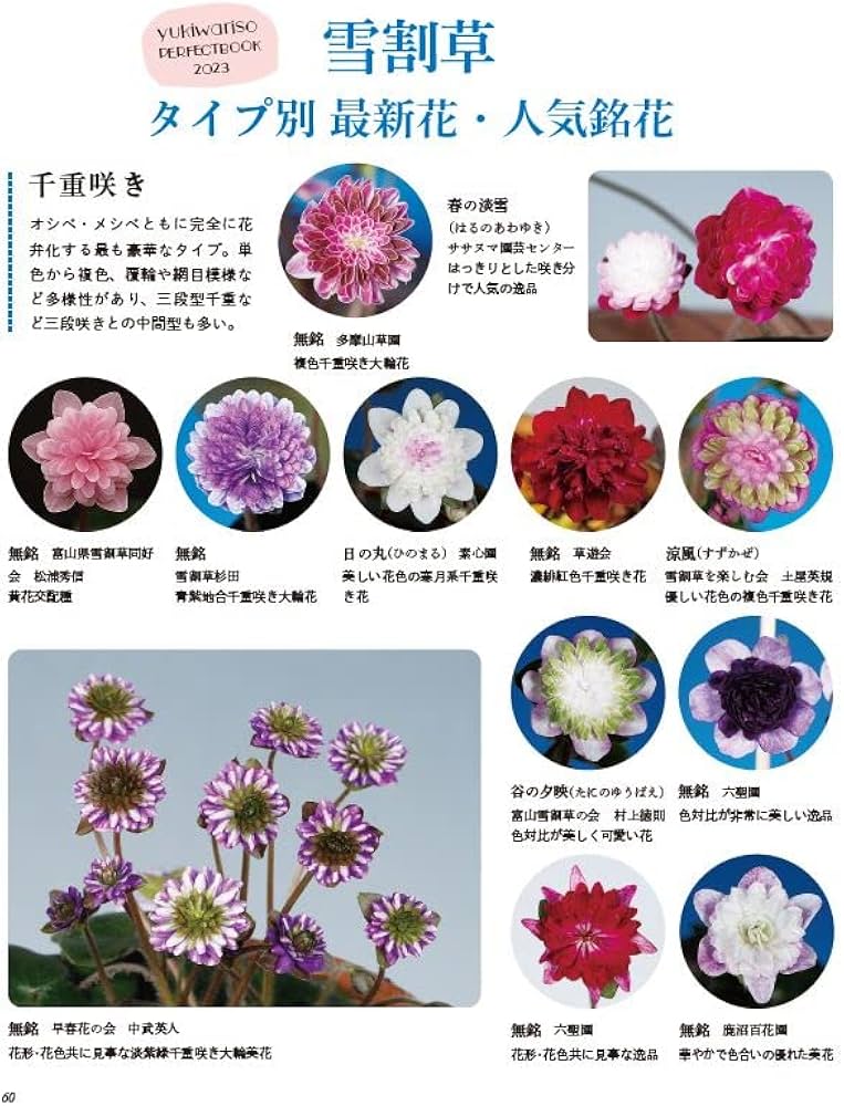 園芸Collectoion Vol,31 (別冊趣味の山野草) | 栃の葉書房 |本 | 通販